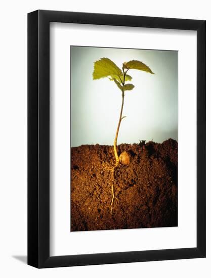 Hazel Tree Seedling and Exposed Root-David Aubrey-Framed Photographic Print