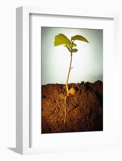 Hazel Tree Seedling and Exposed Root-David Aubrey-Framed Photographic Print