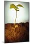 Hazel Tree Seedling and Exposed Root-David Aubrey-Mounted Photographic Print