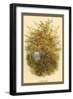 Hazel Tree-W.h.j. Boot-Framed Art Print