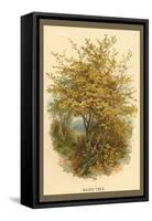 Hazel Tree-W.h.j. Boot-Framed Stretched Canvas