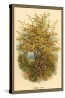 Hazel Tree-W.h.j. Boot-Stretched Canvas