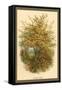 Hazel Tree-W.h.j. Boot-Framed Stretched Canvas