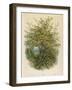 Hazel Tree-null-Framed Art Print