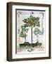 Hazelnut Bush (Left) and Cherry Tree (Centre), Illustration from the "Book of Simple Medicines"-Robinet Testard-Framed Giclee Print