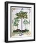 Hazelnut Bush (Left) and Cherry Tree (Centre), Illustration from the "Book of Simple Medicines"-Robinet Testard-Framed Giclee Print