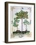 Hazelnut Bush (Left) and Cherry Tree (Centre), Illustration from the "Book of Simple Medicines"-Robinet Testard-Framed Giclee Print