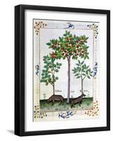 Hazelnut Bush (Left) and Cherry Tree (Centre), Illustration from the "Book of Simple Medicines"-Robinet Testard-Framed Giclee Print