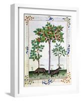 Hazelnut Bush (Left) and Cherry Tree (Centre), Illustration from the "Book of Simple Medicines"-Robinet Testard-Framed Giclee Print