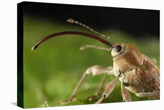 Hazelnut Weevil (Curculio Nucum) Portrait, Eastern Slovakia, Europe, June 2009-Wothe-Stretched Canvas