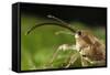 Hazelnut Weevil (Curculio Nucum) Portrait, Eastern Slovakia, Europe, June 2009-Wothe-Framed Stretched Canvas