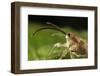 Hazelnut Weevil (Curculio Nucum) Portrait, Eastern Slovakia, Europe, June 2009-Wothe-Framed Photographic Print