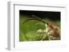 Hazelnut Weevil (Curculio Nucum) Portrait, Eastern Slovakia, Europe, June 2009-Wothe-Framed Photographic Print