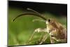 Hazelnut Weevil (Curculio Nucum) Portrait, Eastern Slovakia, Europe, June 2009-Wothe-Mounted Photographic Print