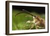 Hazelnut Weevil (Curculio Nucum) Portrait, Eastern Slovakia, Europe, June 2009-Wothe-Framed Photographic Print