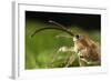 Hazelnut Weevil (Curculio Nucum) Portrait, Eastern Slovakia, Europe, June 2009-Wothe-Framed Photographic Print