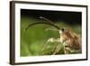 Hazelnut Weevil (Curculio Nucum) Portrait, Eastern Slovakia, Europe, June 2009-Wothe-Framed Photographic Print