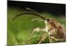 Hazelnut Weevil (Curculio Nucum) Portrait, Eastern Slovakia, Europe, June 2009-Wothe-Mounted Photographic Print