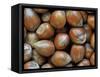 Hazelnuts, Belgium-Philippe Clement-Framed Stretched Canvas
