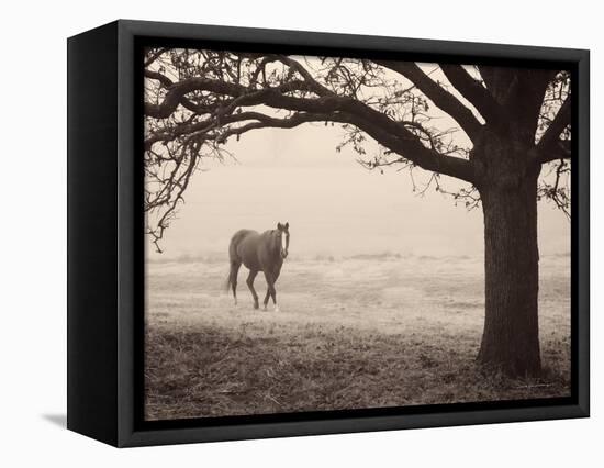 Hazy Horse I-Debra Van Swearingen-Framed Stretched Canvas