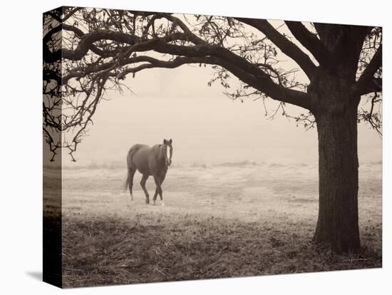 Hazy Horse I-Debra Van Swearingen-Stretched Canvas