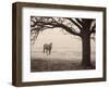 Hazy Horse I-Debra Van Swearingen-Framed Photographic Print