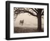 Hazy Horse I-Debra Van Swearingen-Framed Photographic Print