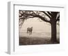 Hazy Horse I-Debra Van Swearingen-Framed Photographic Print