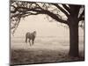 Hazy Horse I-Debra Van Swearingen-Mounted Photographic Print