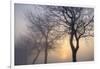 Hazy Sunrise with Tree Tree Silhouettes-Cora Niele-Framed Photographic Print