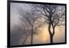 Hazy Sunrise with Tree Tree Silhouettes-Cora Niele-Framed Photographic Print