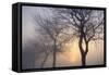 Hazy Sunrise with Tree Tree Silhouettes-Cora Niele-Framed Stretched Canvas