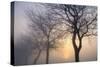 Hazy Sunrise with Tree Tree Silhouettes-Cora Niele-Stretched Canvas