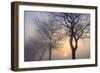 Hazy Sunrise with Tree Tree Silhouettes-Cora Niele-Framed Photographic Print