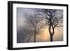 Hazy Sunrise with Tree Tree Silhouettes-Cora Niele-Framed Photographic Print