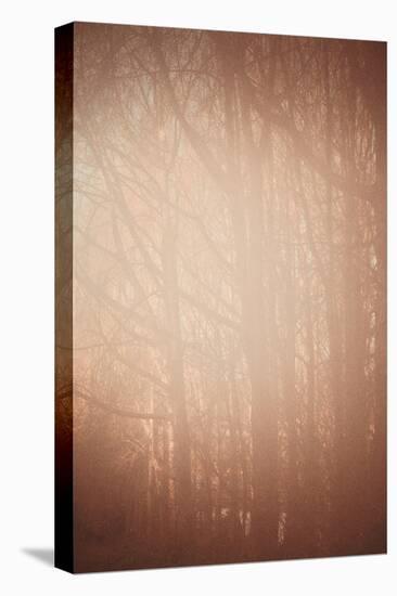 Hazy View Through Trees in Winter-Steve Allsopp-Stretched Canvas