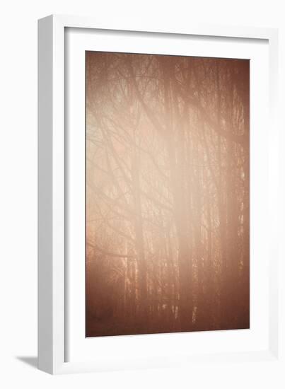 Hazy View Through Trees in Winter-Steve Allsopp-Framed Photographic Print