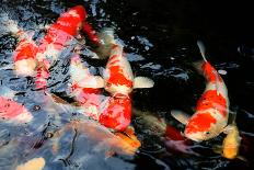 Koi Pond-HBphotoart-Photographic Print