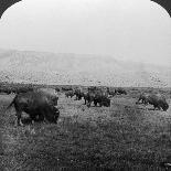 Buffalo, Yellowstone National Park, Usa-HC White-Photographic Print