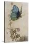 He Rides on the Back of a Butterfly-Warwick Goble-Stretched Canvas