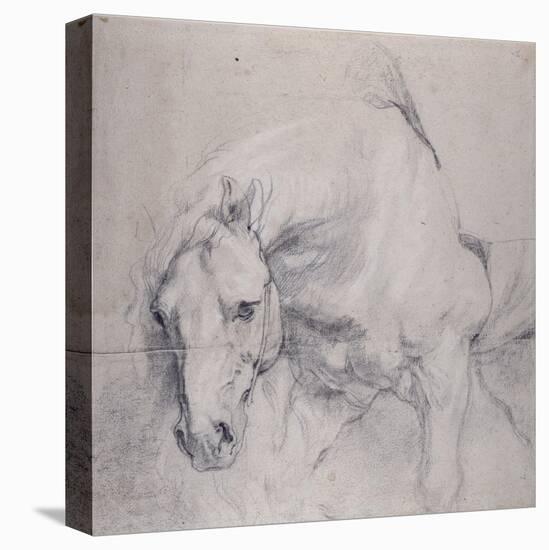 Head and Forequarters of a Gray Horse-Sir Anthony Van Dyck-Stretched Canvas