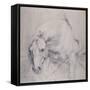 Head and Forequarters of a Gray Horse-Sir Anthony Van Dyck-Framed Stretched Canvas
