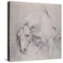 Head and Forequarters of a Gray Horse-Sir Anthony Van Dyck-Stretched Canvas