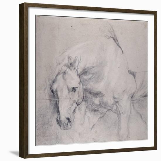 Head and Forequarters of a Gray Horse-Sir Anthony Van Dyck-Framed Giclee Print