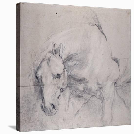 Head and Forequarters of a Gray Horse-Sir Anthony Van Dyck-Stretched Canvas