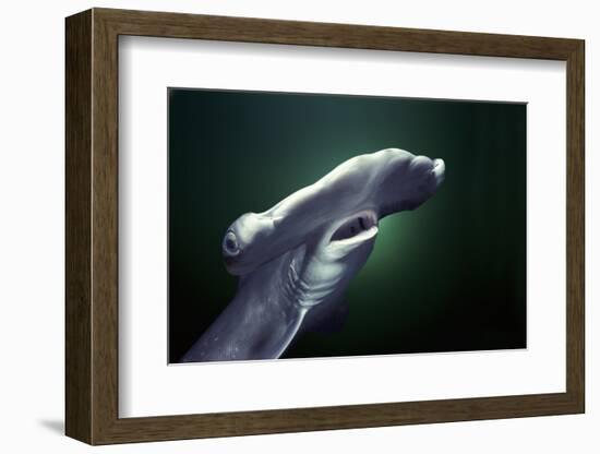 Head and gills of juvenile Scalloped hammerhead shark, Kane'ohe Bay, Hawaii-Jeff Rotman-Framed Photographic Print