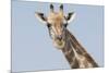 Head and neck of an Angolan giraffe, Namibia, Africa.-Brenda Tharp-Mounted Photographic Print