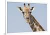 Head and neck of an Angolan giraffe, Namibia, Africa.-Brenda Tharp-Framed Photographic Print