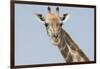 Head and neck of an Angolan giraffe, Namibia, Africa.-Brenda Tharp-Framed Photographic Print