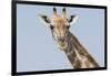 Head and neck of an Angolan giraffe, Namibia, Africa.-Brenda Tharp-Framed Photographic Print